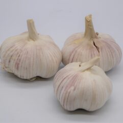 Garlic